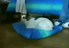 Beni eski yesilcam erotik filmler sikmek